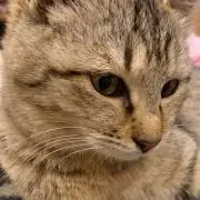 yasukoの画像