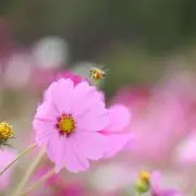 suの画像