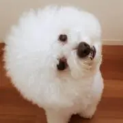 ましゅまろ