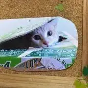 み〜　（プロフ必読）の画像