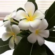 dikch17の画像