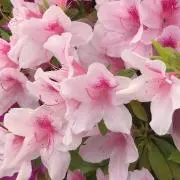 あさひ(プロフ必読)の画像