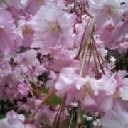 クロの画像