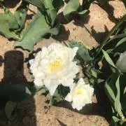 レチェ
