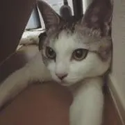 nyaruruの画像