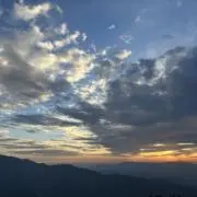 まいたけの画像