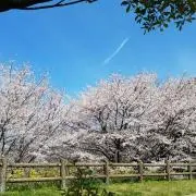 nohanabiプロフィールお読み下さいの画像