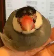 おぽっちまーの画像