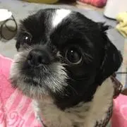 muchan tenkun