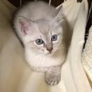Ayukaの画像