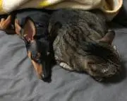 愛犬家