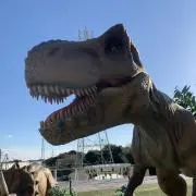 りんごの画像