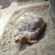tmdtの画像
