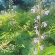 いおりの実・プロフ必読の画像