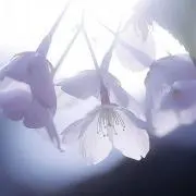Orihime