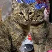 がり