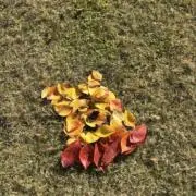 あおの画像