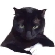 くろねこの画像