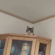 あの画像