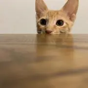 あいの画像