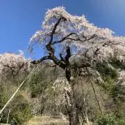 かすの画像