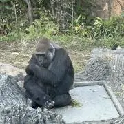ジークの画像