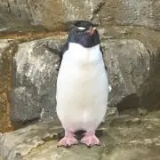 ぺんぎんの画像
