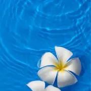 aloha