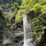シクンの画像