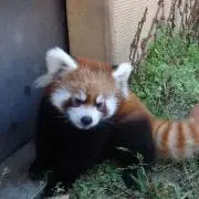 ヤマダ
