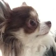 seiの画像