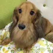 妖精クルルの画像