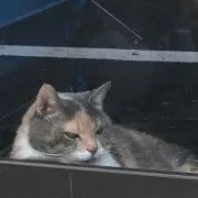 はなの画像