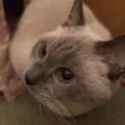 めい