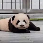 にゃごの画像