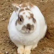 カエデ