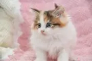 クマの画像