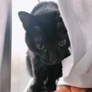 くろろのみーの画像