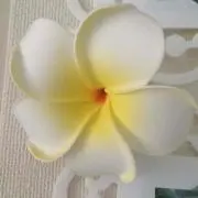 COCOの画像