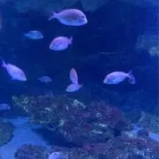 アクアの画像