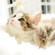 いとの画像