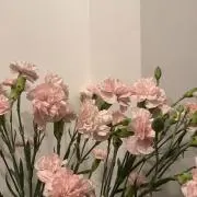 stbの画像
