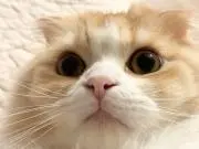 おしぶの画像