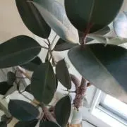 Knoの画像
