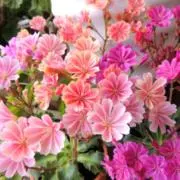お茶
