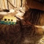 かっしーな