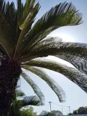 葉月