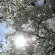 ＊Yuki＊の画像