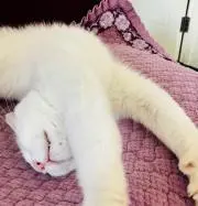 ピンコ
