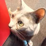 おーせ*即購入ok*の画像